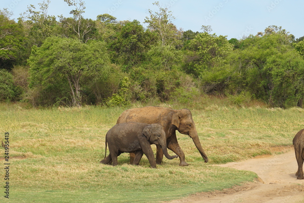 Naklejka premium エレファントサファリ