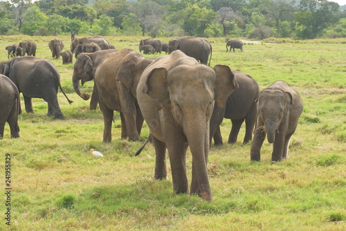 スリランカの国立公園で象の群れ