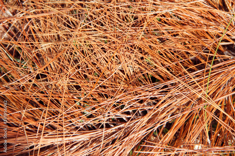 dried pine leaves on the ground pattern background texture. dried pine leaves on the ground pattern background texture.