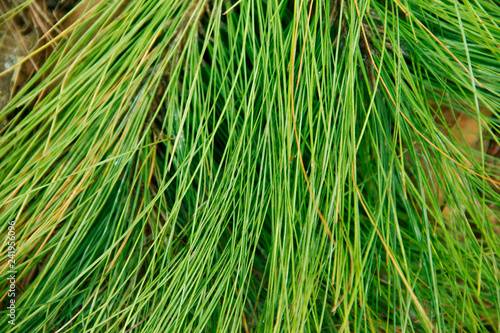 Green pine leaves on the ground