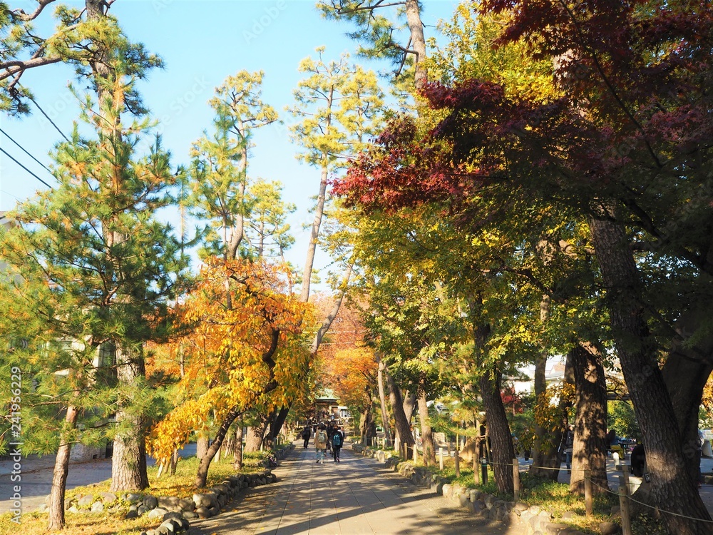 the autumn leaves in Japan