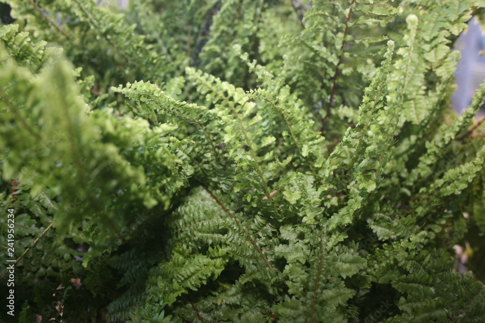 Green Leaf Green Leaf