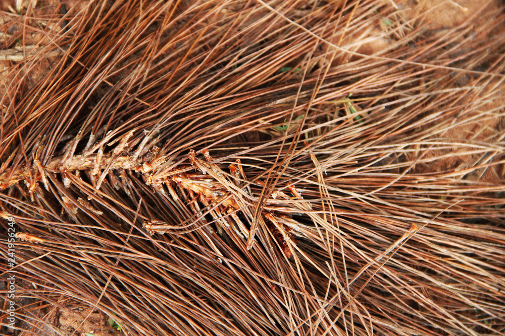 dried pine leaves on the ground pattern background texture. dried pine leaves on the ground pattern background texture.