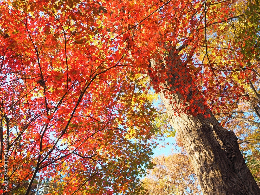 the autumn leaves in Japan