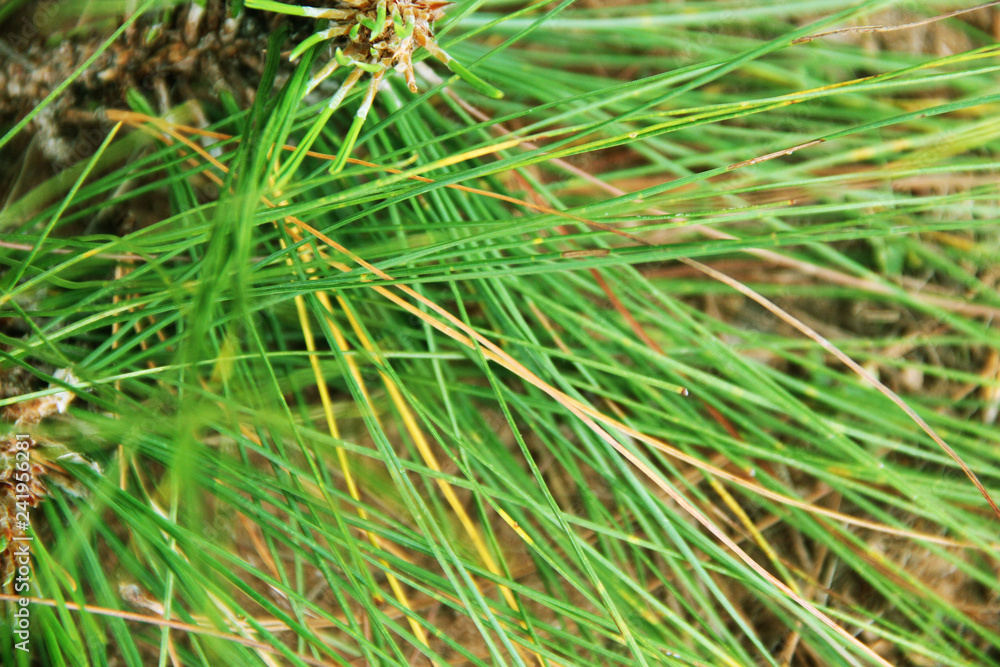 Green pine leaves on the ground Green pine leaves on the ground