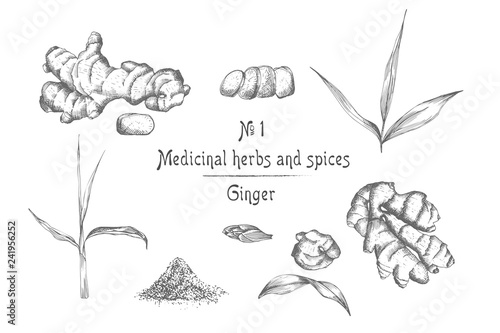 Set hand drawn of Ginger roots, lives and flowers in black color isolated on white background. Retro vintage graphic design. botanical sketch drawing, engraving style