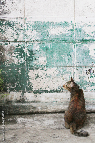 Cat sitting from back on a old wall background. Cat is looking for something. Tabby cat on copy space © monster_code