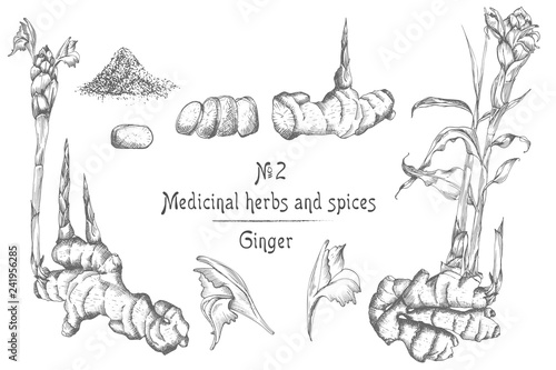 Set hand drawn of Ginger roots, lives and flowers in black color isolated on white background. Retro vintage graphic design. botanical sketch drawing, engraving style