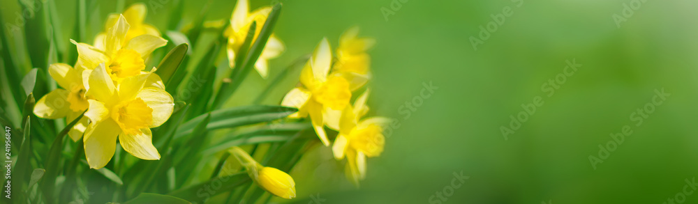 Fototapeta premium Piękne panoramiczne tło wiosna z kwiatami żonkile