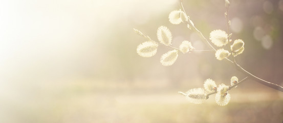 Wandcirkels Lente Wilgenkatjes als lente natuurdecor  © lumikk555