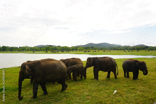 Wallpaper Mural 動物 Torontodigital.ca