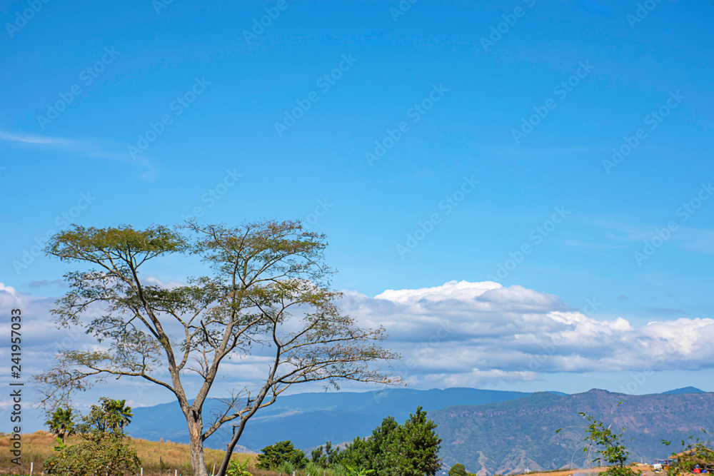 Obraz premium The trees and grass on the hills and the blue sky.