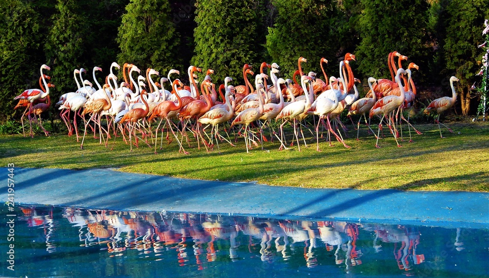 Naklejka premium 아름다운 홍학들의 춤