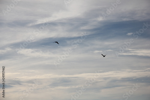 Two birds flying highly in the sky among clouds
