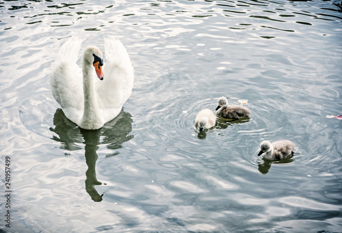 White mother swan swim with her youngs
