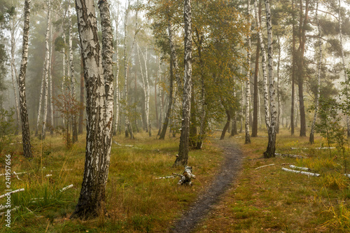 Forest. Fog. Autumn leaves. Autumn colors. © Mykhailo