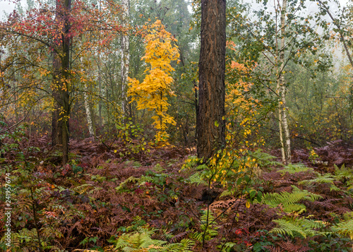 Forest. Fog. Autumn leaves. Autumn colors.