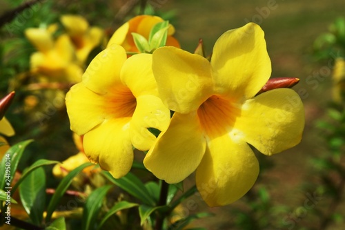 yellow flower