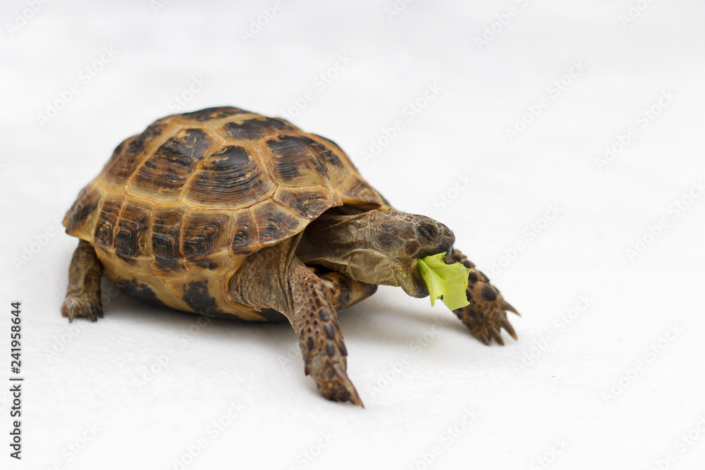 Naklejka premium Turtle on a white backgroun