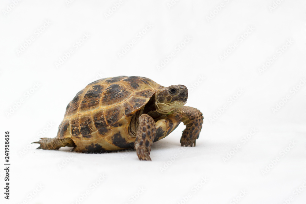 Obraz premium Turtle on a white backgroun