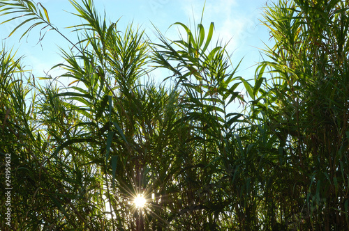 Shining star, the sun shines through canes from Provence. Blue sky on a beach near Saint-Tropez, Cote d’Azur, France.