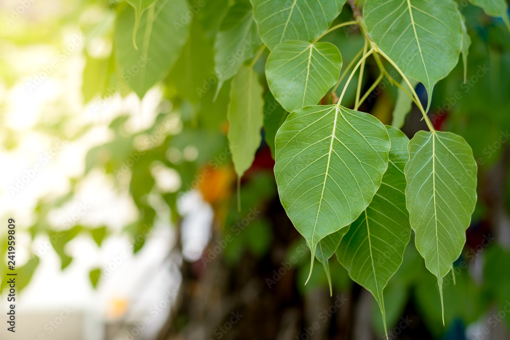Bodhi leaves or pho leaves on natural background. Sacred Tree for Buddhist Bodhi leaves or pho leaves on natural background. Sacred Tree for Buddhist