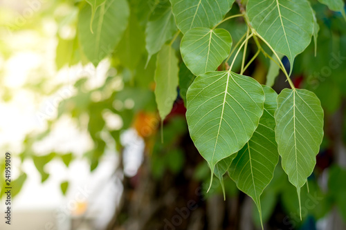 Bilde på lerret Bodhi leaves or pho leaves on natural background