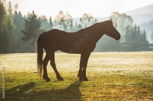 Fototapeta Naklejka Na Ścianę i Meble -  Mystic sunrise over the mountain. Wild horse grazing in the meadow, Bulgaria, Europe.