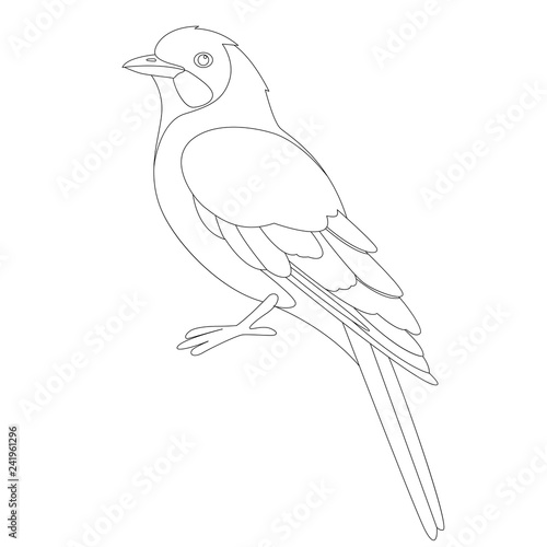 jay bird, vector illustration ,  lining draw, profile 