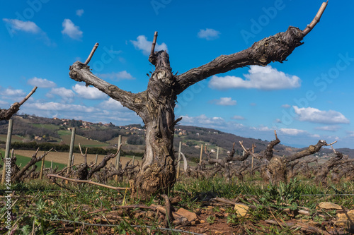 Cep de vigne © Franck Chapolard
