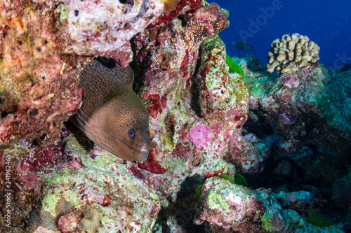 Large Moray Eel hiding on a deep, dark tropical coral reef at dawn