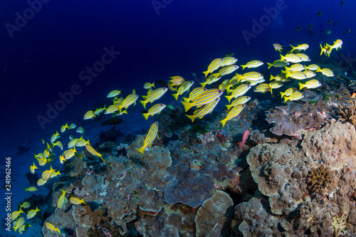 Brightly colored tropical fish on a coral reef