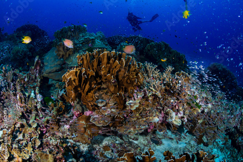 SCUBA divers exploring a large  tropical coral reef in Asia