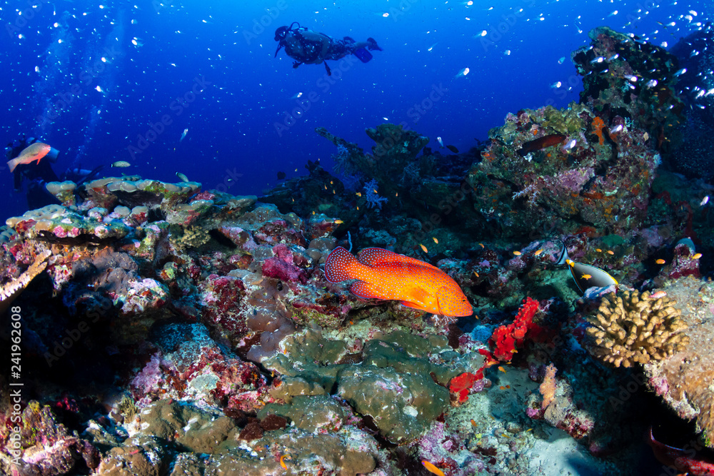 SCUBA divers exploring a large, tropical coral reef in Asia