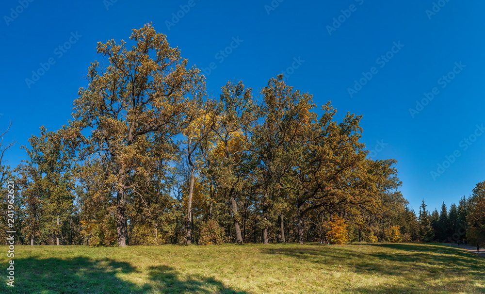 Trees in Sofiyivka Park in Uman, Ukraine