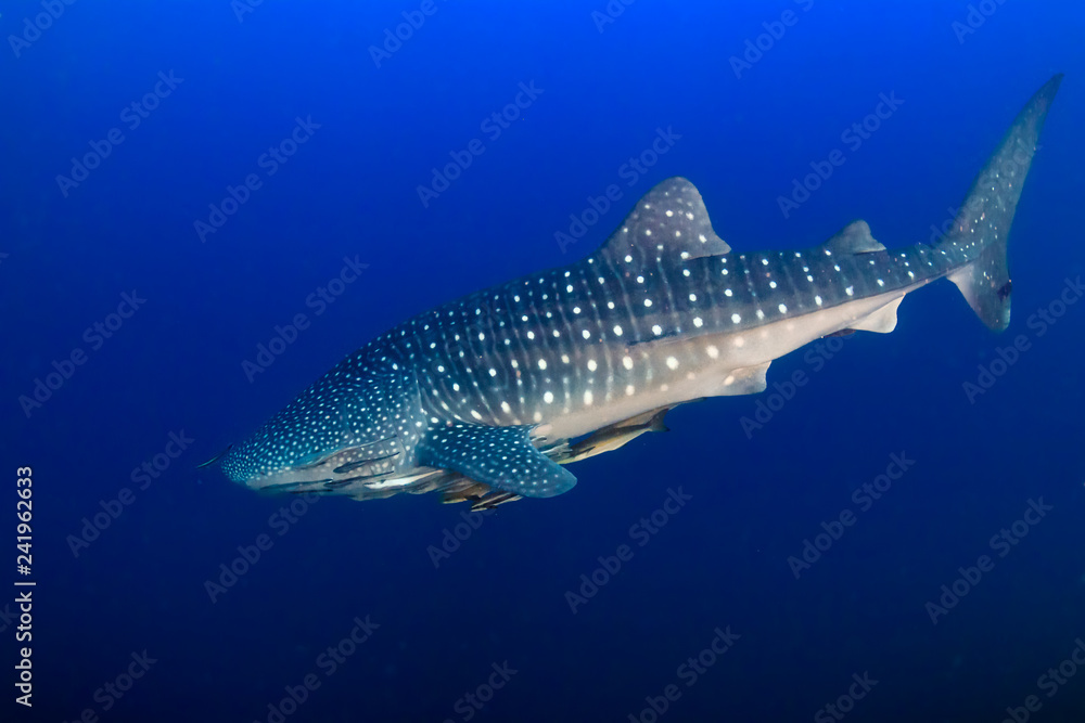 Naklejka premium A huge Whale Shark in a blue tropical ocean (Ko Bon, Thailand)