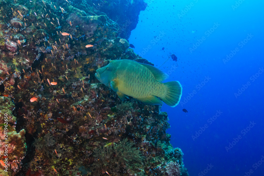 Fototapeta premium Large Napoleon Wrasse feeding on a tropical coral reef