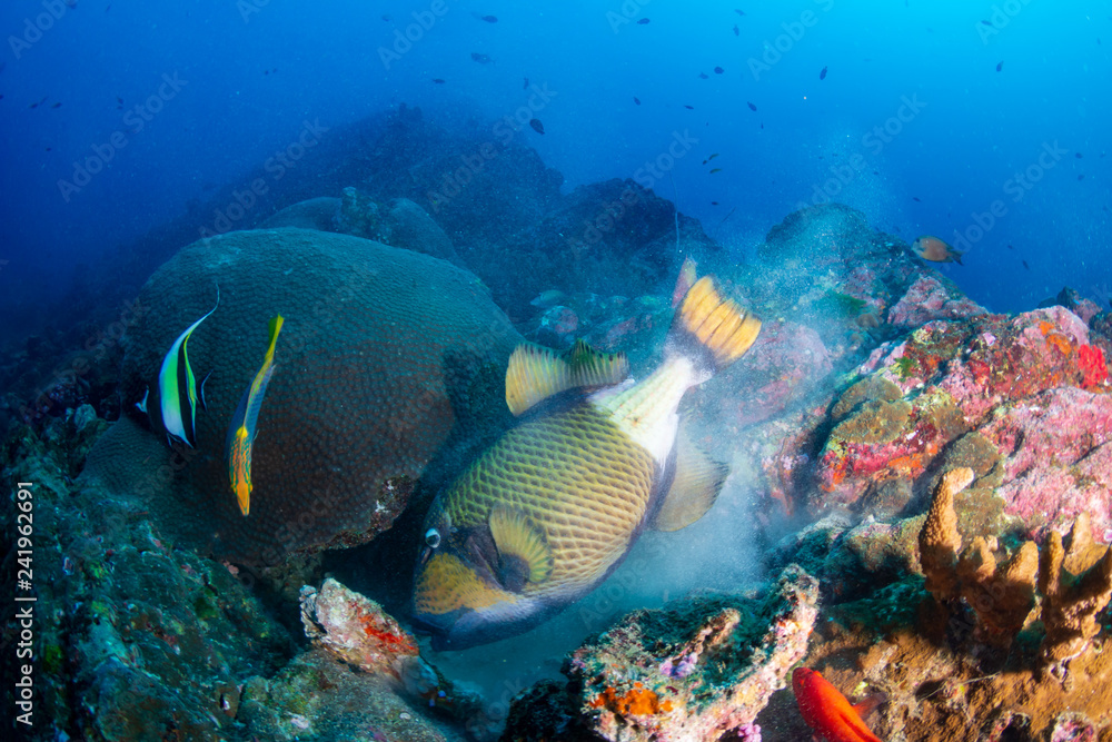 Fototapeta premium Large Titan Triggerfish feeding on a dark tropical coral reef