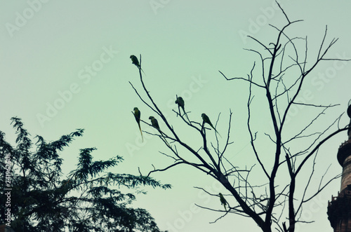 tree, branch, nature, sky, winter, white, silhouette, plant, black, snow, abstract, branches, bird, blue, cold, spring, isolated, dead, sunset, season, sun, flower, forest, outdoor, beautiful