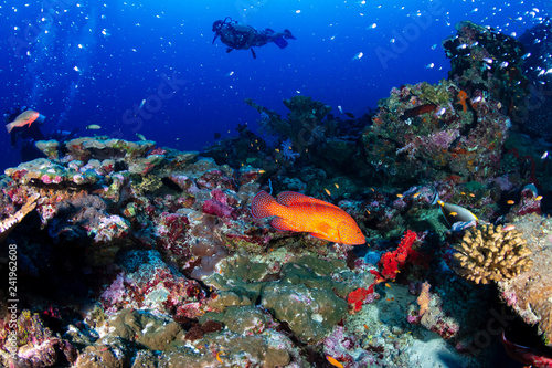 SCUBA divers exploring a large, tropical coral reef in Asia