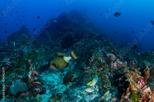 Fototapeta Naklejka Na Ścianę i Meble -  Large Titan Triggerfish feeding on a dark tropical coral reef