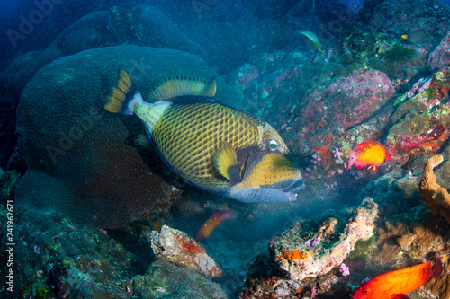Large Titan Triggerfish feeding on a dark tropical coral reef