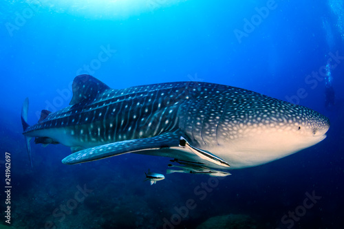 A huge Whale Shark in a blue tropical ocean (Ko Bon, Thailand)