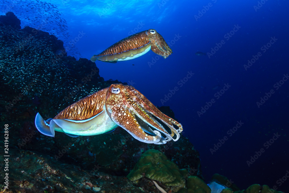 Fototapeta premium A pair of beautiful Cuttlefish on a tropical coral reef at sunset