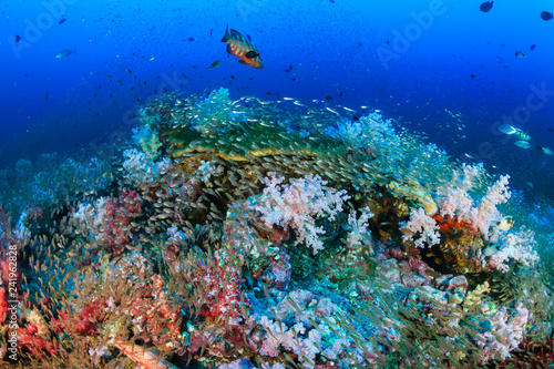 Fototapeta Naklejka Na Ścianę i Meble -  Tropical fish swimming around a beautiful coral reef