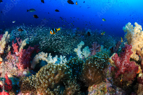 Fototapeta Naklejka Na Ścianę i Meble -  A beautful, colorful and healthy tropical coral reef (Richelieu Rock, Thailand)