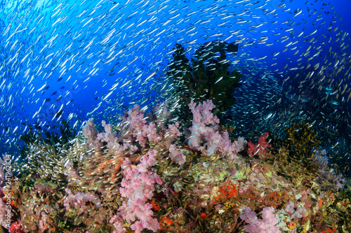 Tropical fish swimming around a beautiful coral reef