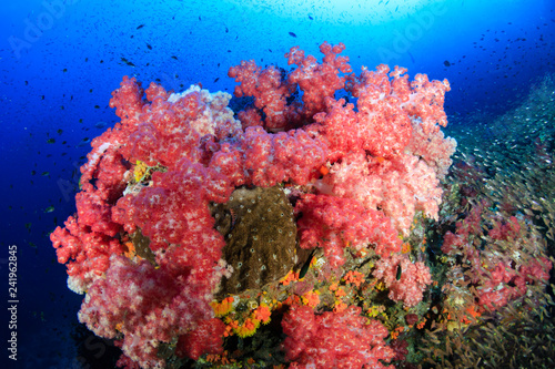 A beautful, colorful and healthy tropical coral reef (Richelieu Rock, Thailand)