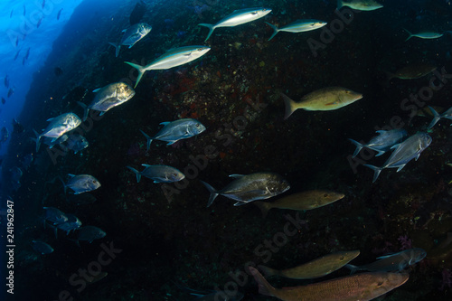 Emperor and Trevally hunting on a tropical reef