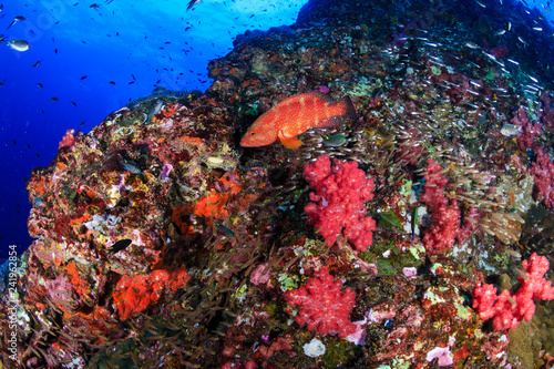 Fototapeta Naklejka Na Ścianę i Meble -  Colorful Coral Grouper swimming over a healthy tropical coral reef in Thailand